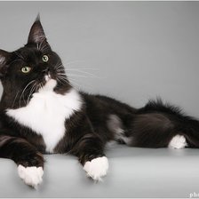 Схема вышивки «Черный кот»