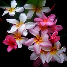 Схема вышивки «Цветок желания»