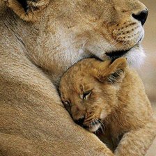 Схема вышивки «Львица»