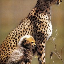 Схема вышивки «Леопард»