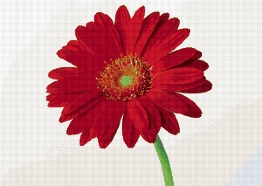 Гербера - цветы, подушка - предпросмотр