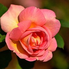 Схема вышивки «Роза»