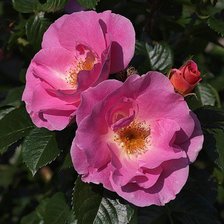 Схема вышивки «Шиповник»