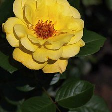 Схема вышивки «Роза»