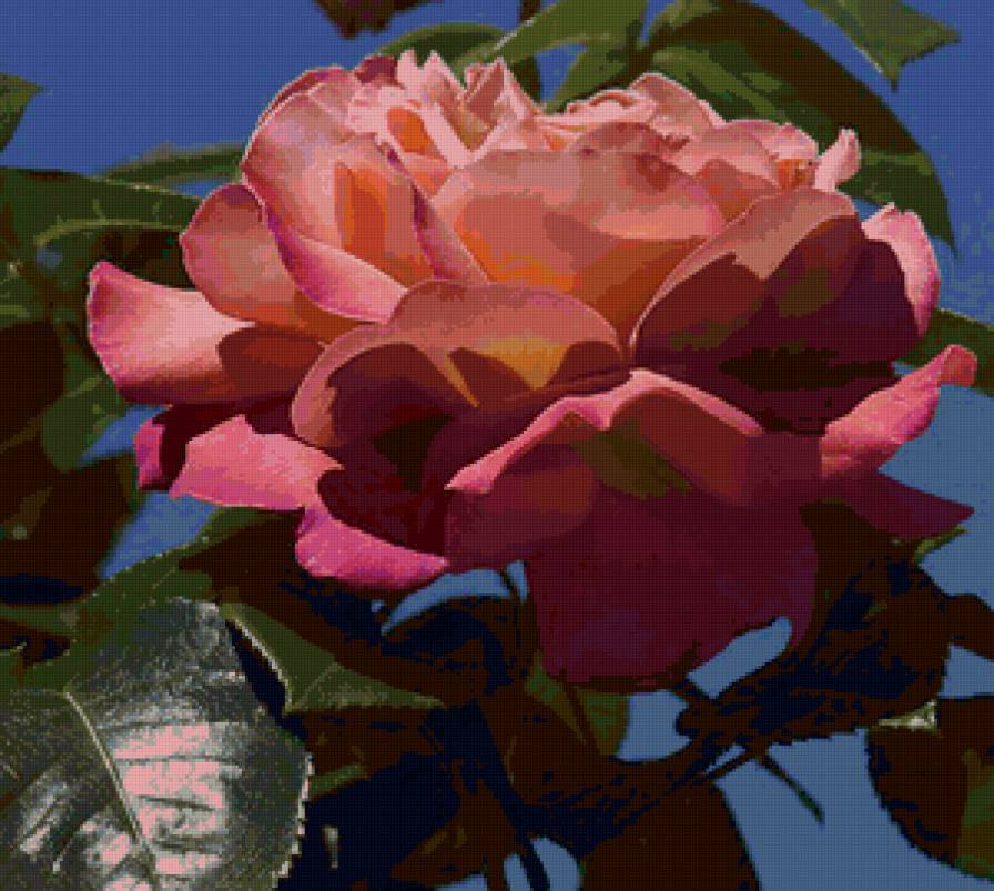 Роза - природа, цветы - предпросмотр