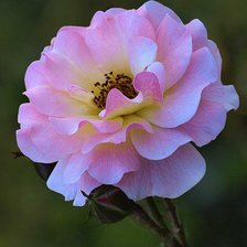 Схема вышивки «Роза»