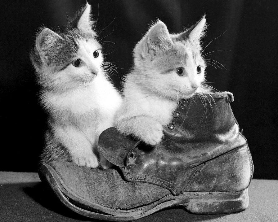 котята в ботинке - кошки - оригинал