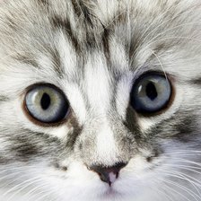 Схема вышивки «котёнок»