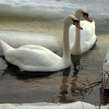 Схема вышивки «пара»