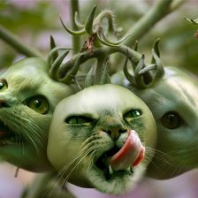 Схема вышивки «помидорыкыцинята»