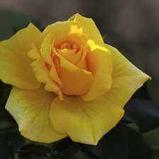 Схема вышивки «Роза»