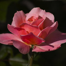 Схема вышивки «Роза»