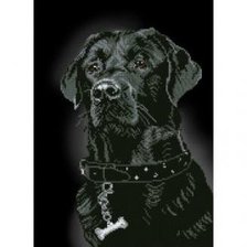 Схема вышивки «Лабрадор»