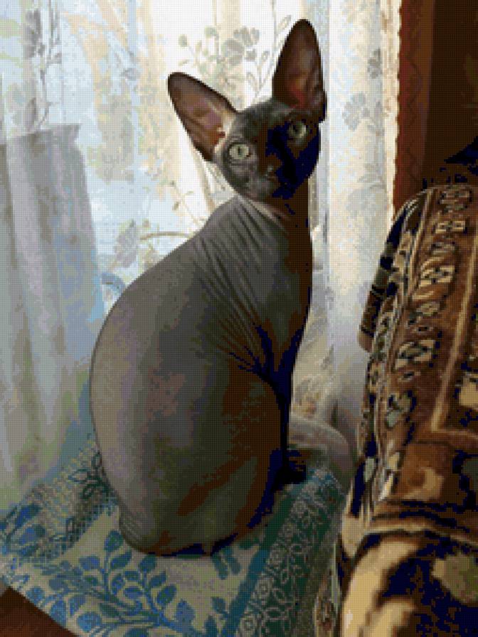 Масик - любимчик - предпросмотр