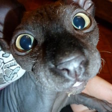 Схема вышивки «Любопытство»