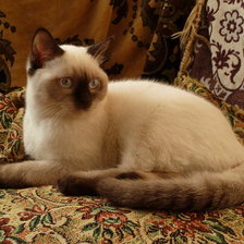 Схема вышивки «Беник»