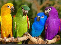 Схема вышивки «попугайчики»