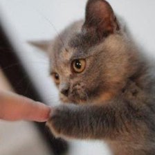 Схема вышивки «Кот»