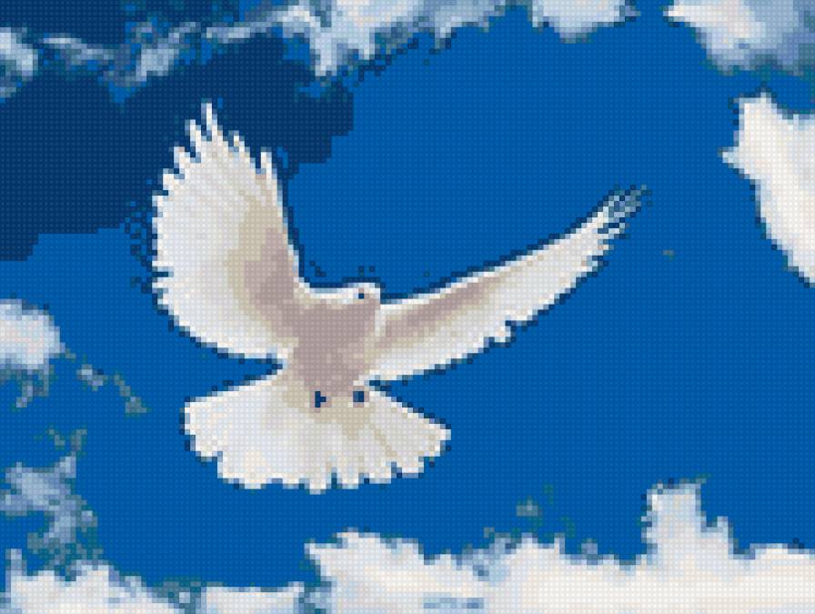 голубь - птицы - предпросмотр