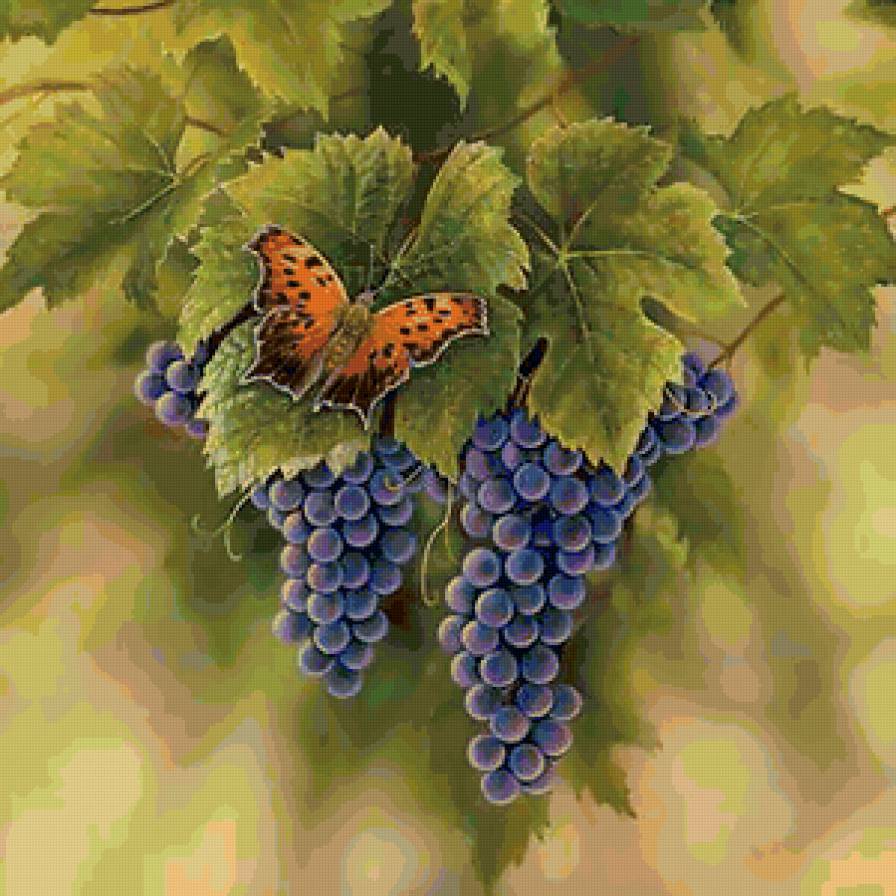 виноград - виноград - предпросмотр