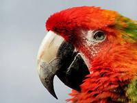 Схема вышивки «попугай»