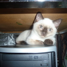 Схема вышивки «компьюторщик»