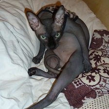 Схема вышивки «Масик 12»