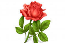 Схема вышивки «роза»