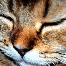 Схема вышивки «кот»