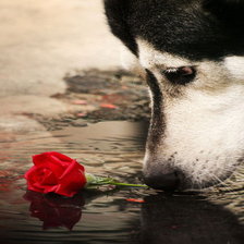 Схема вышивки «собачка»