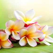 Схема вышивки «цветы»