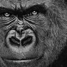 Схема вышивки «кинг конг»