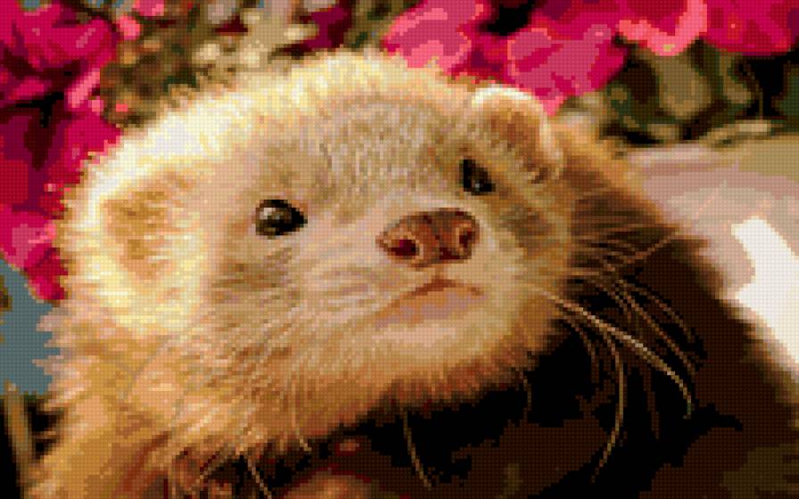 хорек - животные - предпросмотр