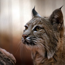 Схема вышивки «рыська»