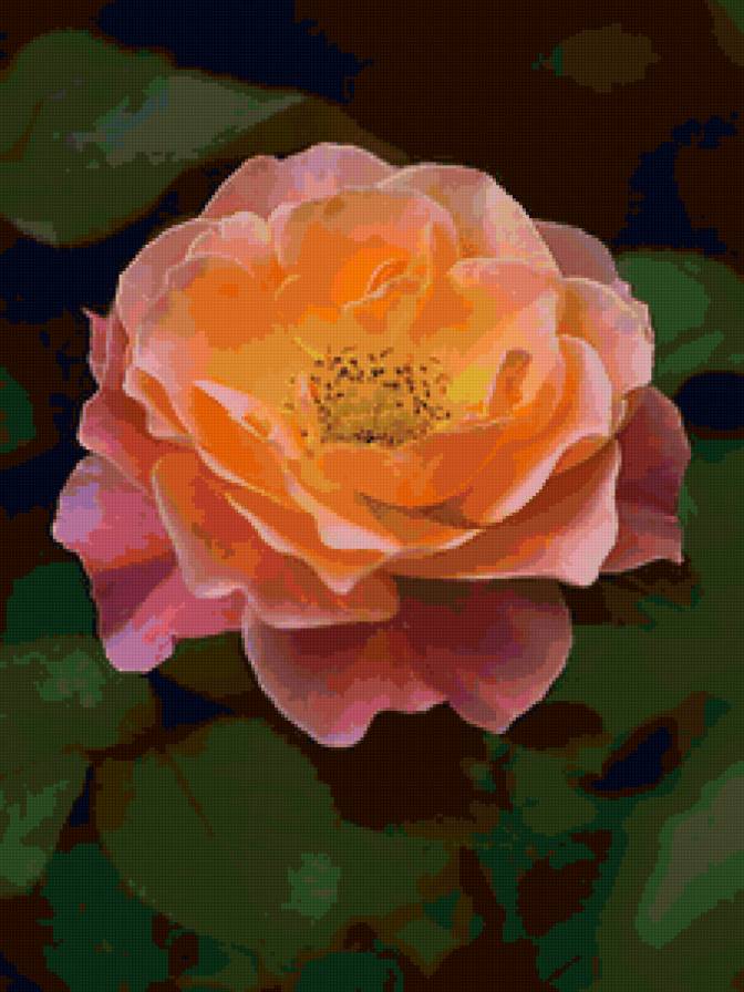 Шиповник - природа, цветы - предпросмотр