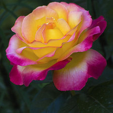 Схема вышивки «Роза»