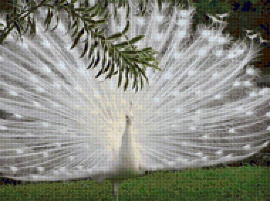 Павлин - птицы - предпросмотр