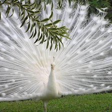 Схема вышивки «Павлин»