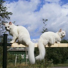 Схема вышивки «2 котика»