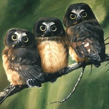 Схема вышивки «совушки»