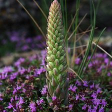 Схема вышивки «заячья капуста»