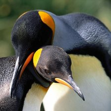 Схема вышивки «нежность»