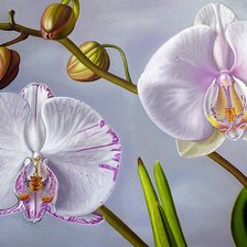 Схема вышивки «орхидеи»