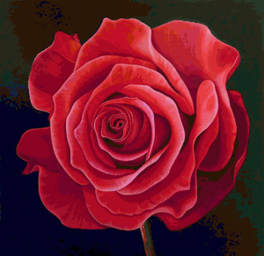 роза - роза, живопись, цветок, розы, цветы - предпросмотр