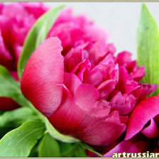 Схема вышивки «пион»