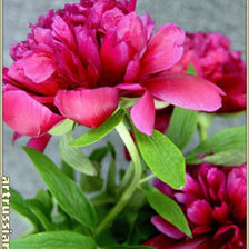 Схема вышивки «пионы»