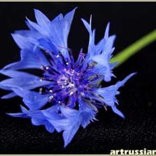 Схема вышивки «цветок»