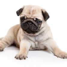 Схема вышивки «мопсик»