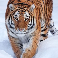 Схема вышивки «тигр»