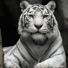 Схема вышивки «тигр»